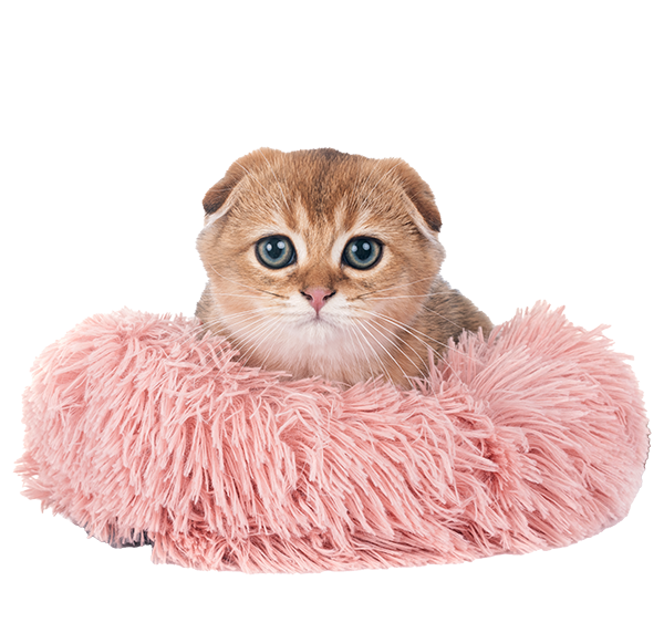 Catbox-Images