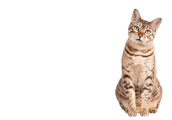 Catbox-Images